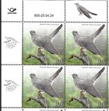 [Bird of the Year - The Common Cuckoo, type BHK]