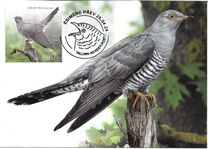 [Bird of the Year - The Common Cuckoo, type BHK]