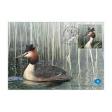[Bird of the Year – Great Crested Grebe, type BDB]