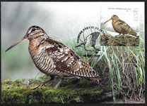 [Bird of the Year - The Eurasian Woodcock, type BEY]