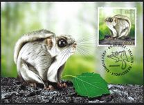 [Fauna - The Siberian Flying Squirrel, type BFO]