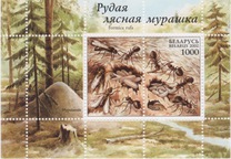 [Рыжий лесной муравей, тип OE]