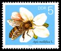 [Honey Bees, type DFR]
