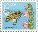 [Honey Bees, type DFS]