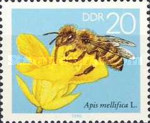 [Honey Bees, type DFT]