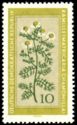 [Medicinal Plants, type OL]