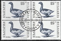 [Domestic Animals, type ELY]