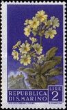 [Flowers & Monte Titano, タイプ IX]