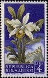 [Flowers & Monte Titano, タイプ IZ]