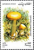[Mushrooms, 유형 AVH]