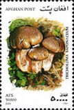 [Mushrooms, 유형 AVK]