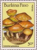 [Fungi, タイプ CG]