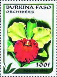 [Orchids, Tipo PI]