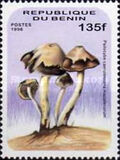 [Fungi, type UY]