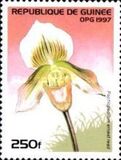 [Orchids, type ATI]