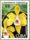 [Orchids, Tipo DAW]
