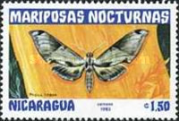 [Butterflies, type BHD]