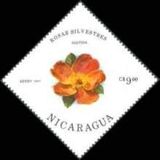 [Wild Roses, type BQY]