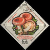 [Fungi, type KR]
