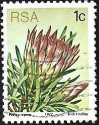 [Flora - Protea Plants, type PG]