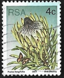 [Flora - Protea Plants, type PJ]