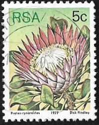 [Flora - Protea Plants, type PK]