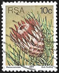[Flora - Protea Plants, type PP]