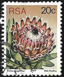 [Flora - Protea Plants, type PR]