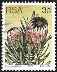 [Flora - Protea Plants, type PI1]