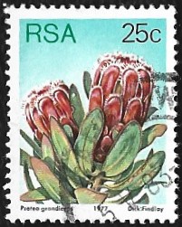 [Flora - Protea Plants, type PS1]
