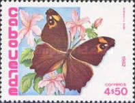 [Butterflies, type HF]