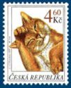 [Cats, 유형 GS]