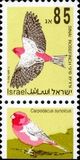 [Songbirds, type AUM]