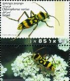[Beetles, type AUN]