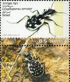 [Beetles, type AUO]