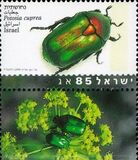 [Beetles, type AUP]