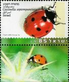 [Beetles, type AUQ]