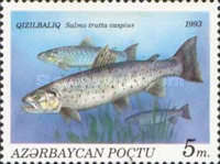 [Fish, տեսակ AT]