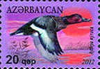 [Birds - Ferruginous Duck, type AGQ]