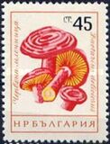 [Mushrooms, type ANT]