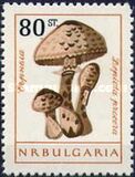 [Mushrooms, type ANU]