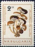 [Mushrooms, type ANW]