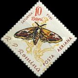 [Butterflies & Moths, type BTG]