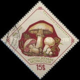 [Fungi, type KS]
