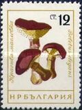 [Mushrooms, Tipi ANR]