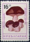 [Mushrooms, Tipi ANS]