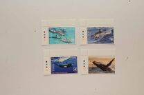 [Marine Life - Whales and Dolphins of the World - White Frame, type CBB]