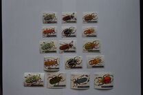 [Beetles, type PR]