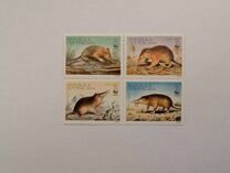 [The Haitian Solenodon, type AQZ]