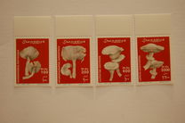 [Mushrooms, type AKA]